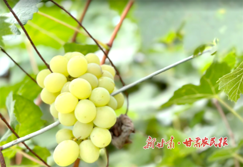 朱家坡种植的葡萄 何蓉摄 (2).png